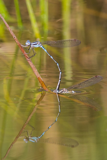 Austrolestes leda